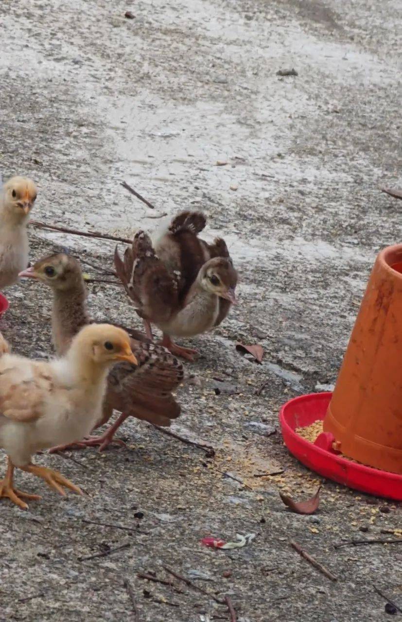 小孔雀逃脱攻略(小孔雀回家,有几种走法?)