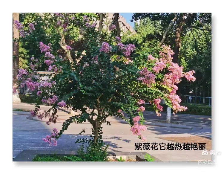 花校园最最新版本(花校园最新版本英文版)