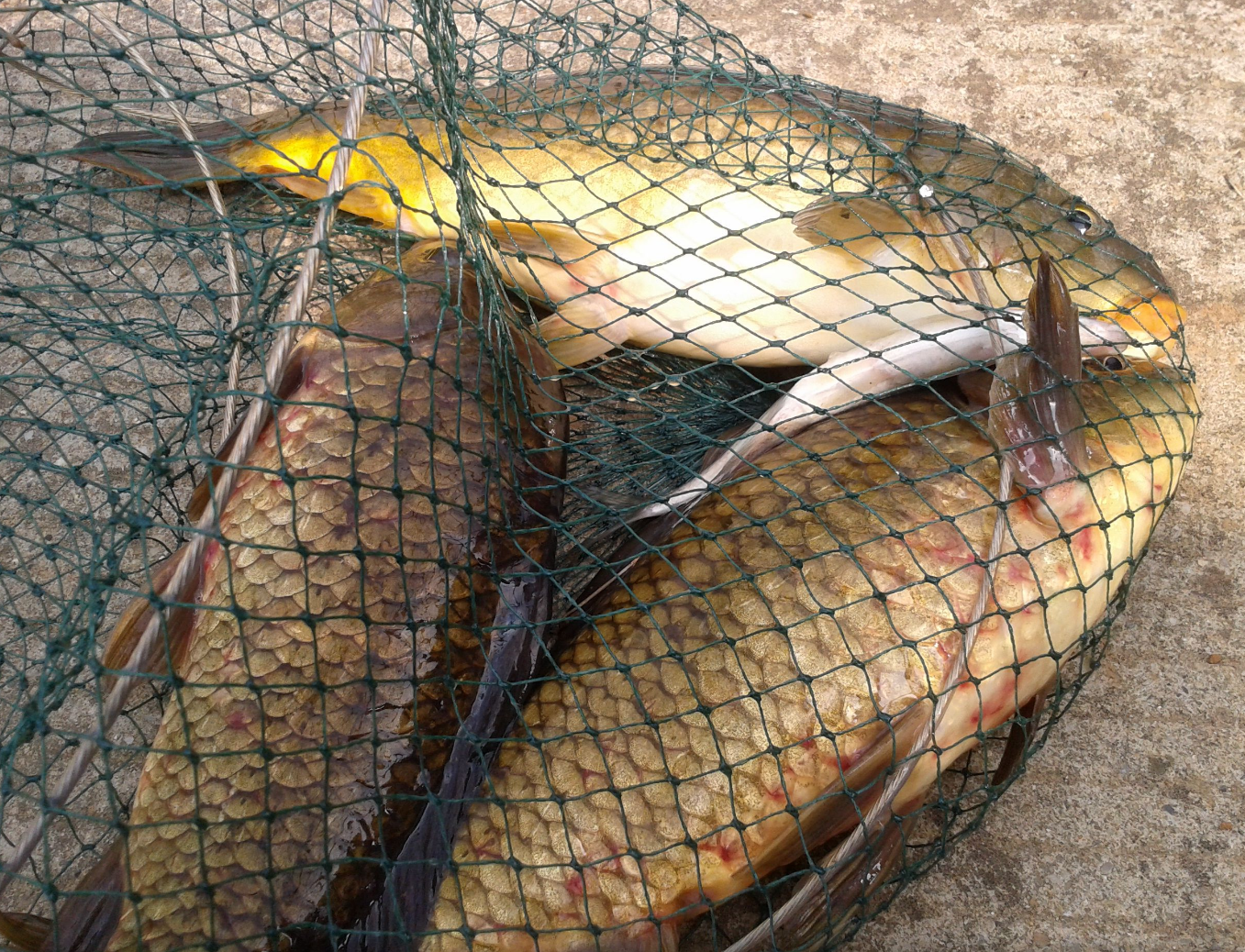 卡布西游怎么开始钓鱼(卡布西游钓鱼的鱼竿在哪买)