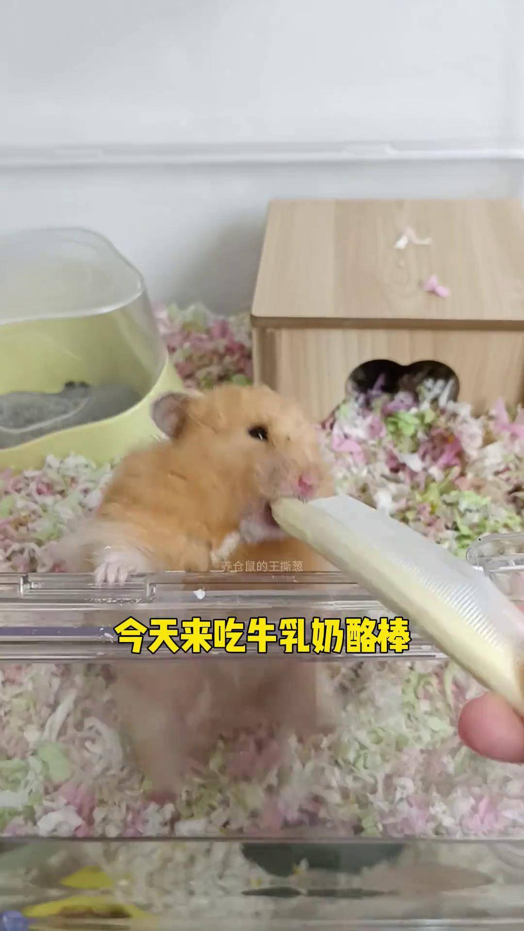 老鼠吃奶酪攻略(老鼠吃奶酪简笔画图片)