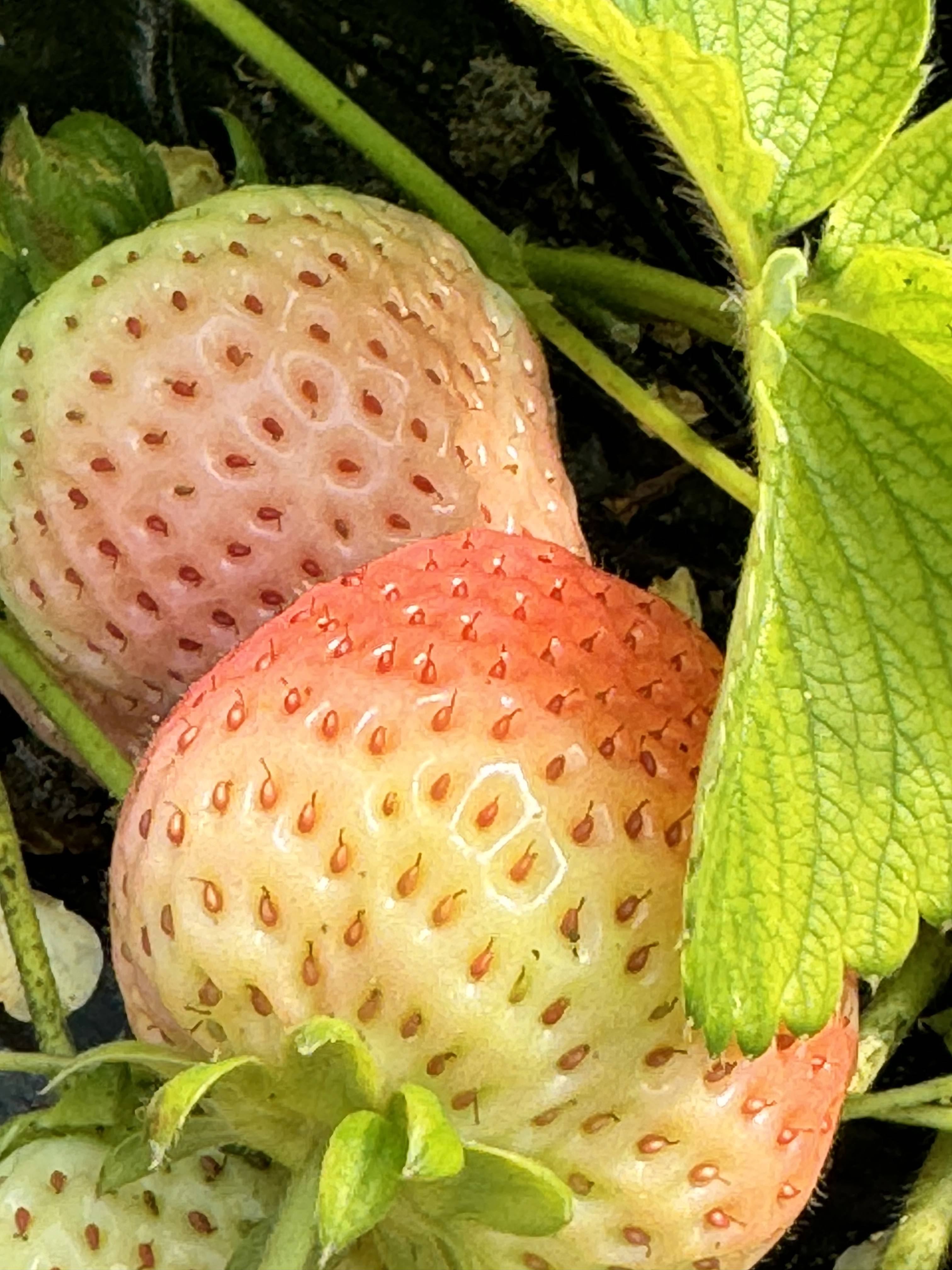 草莓视频旧版本2.0(草莓视频旧版本 官网下载)