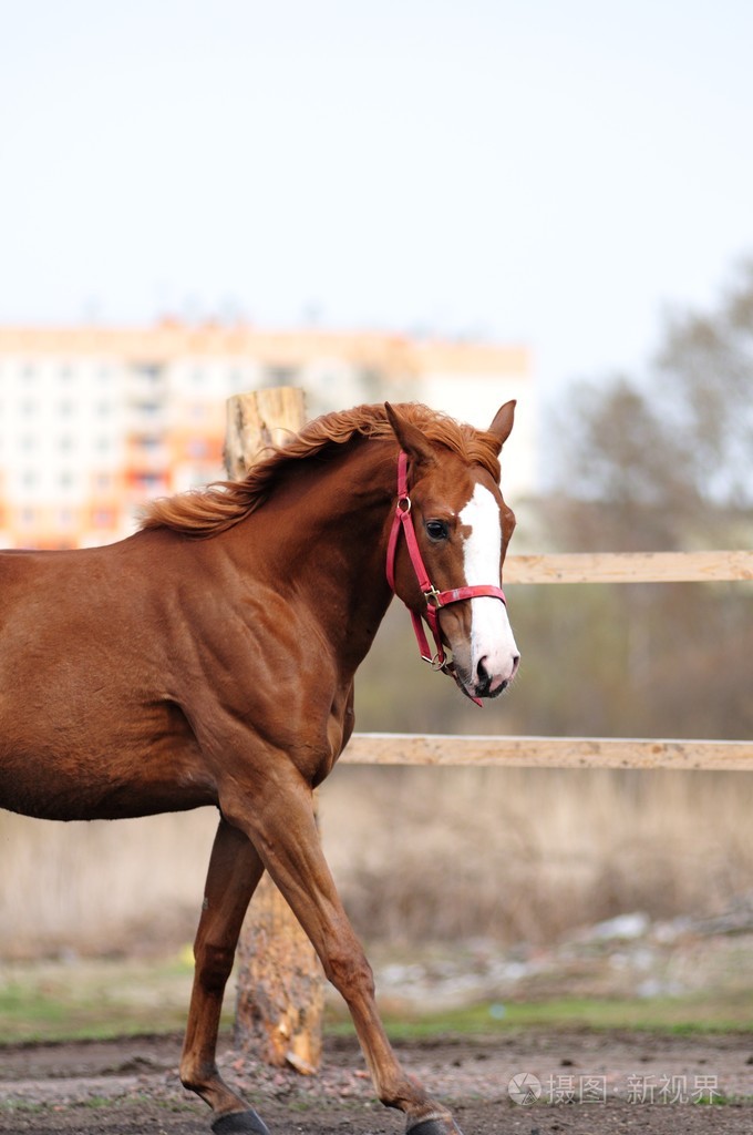手机极速赛马破解版(极速赛车破解软件切它)