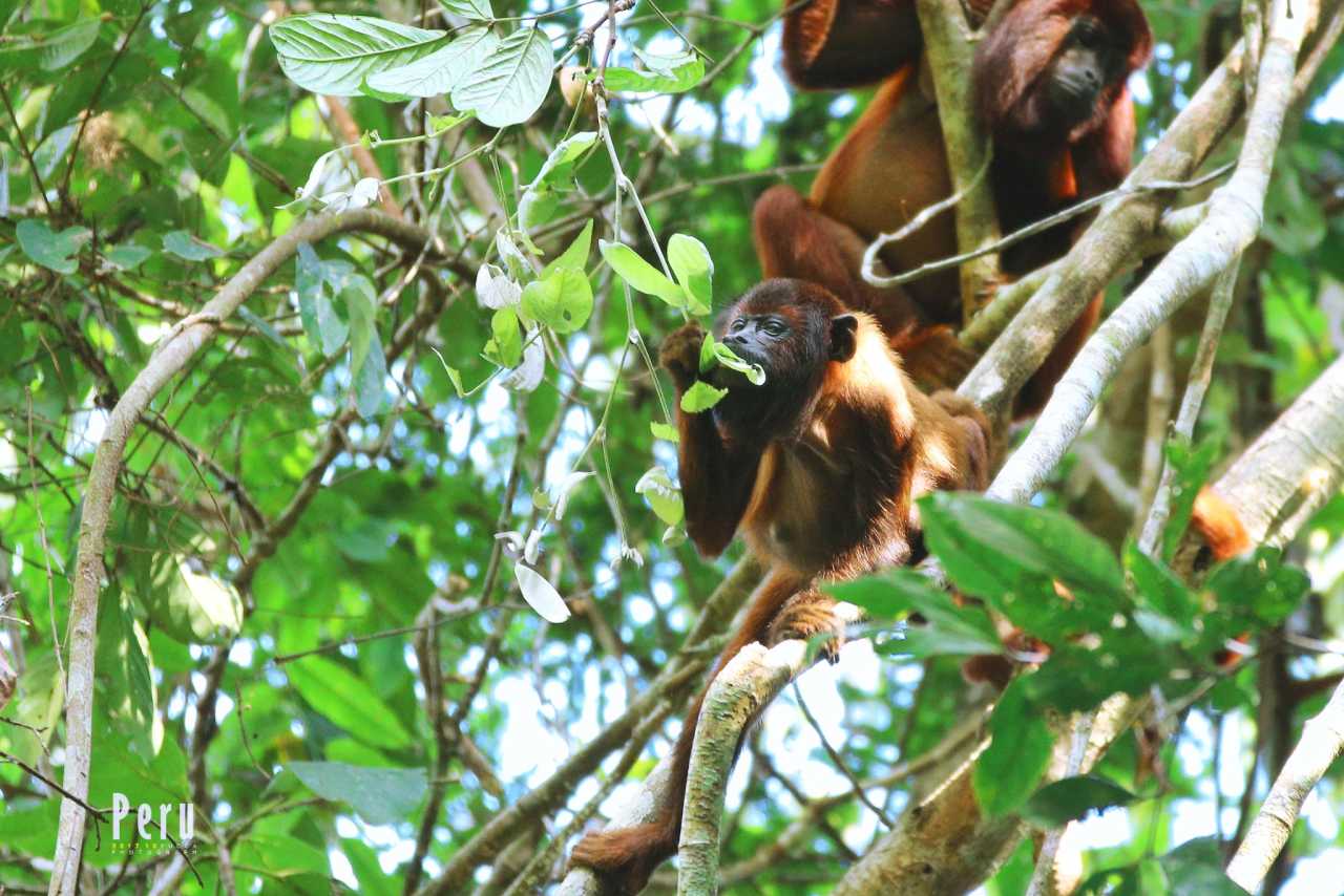 食人鱼5攻略(食人鱼5攻略详细步骤)