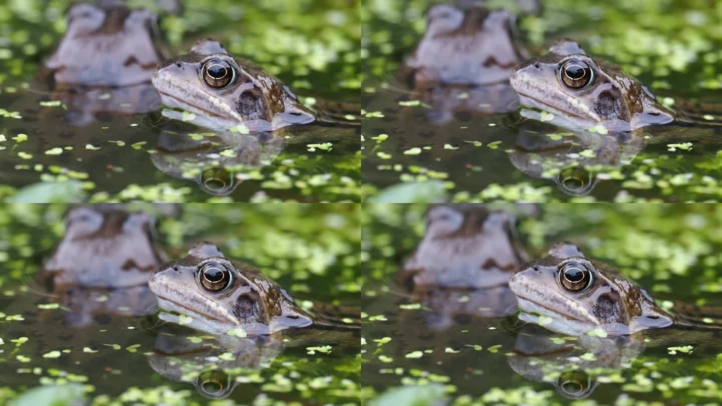 青蛙视频最新下载地址()