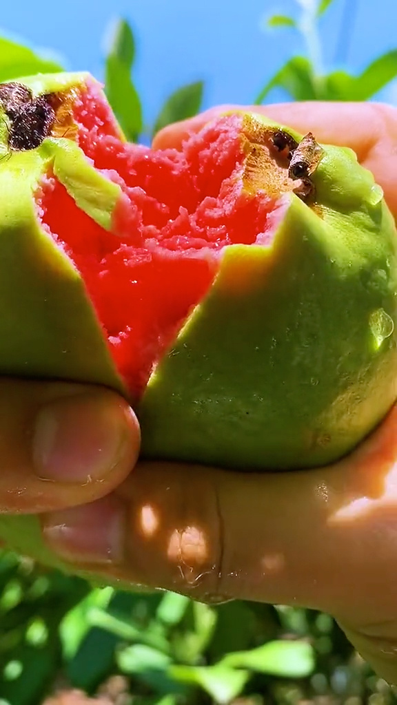 芭乐视频版本(芭乐视频在线观看网址)