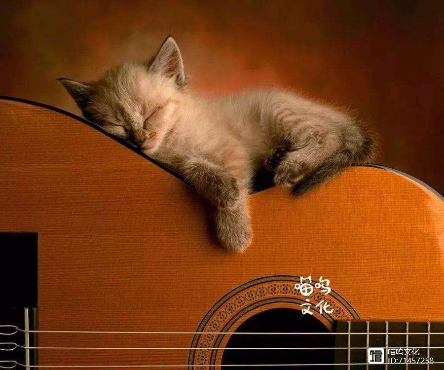 喵呜吧破解版(喵呜吧最新破解版下载)