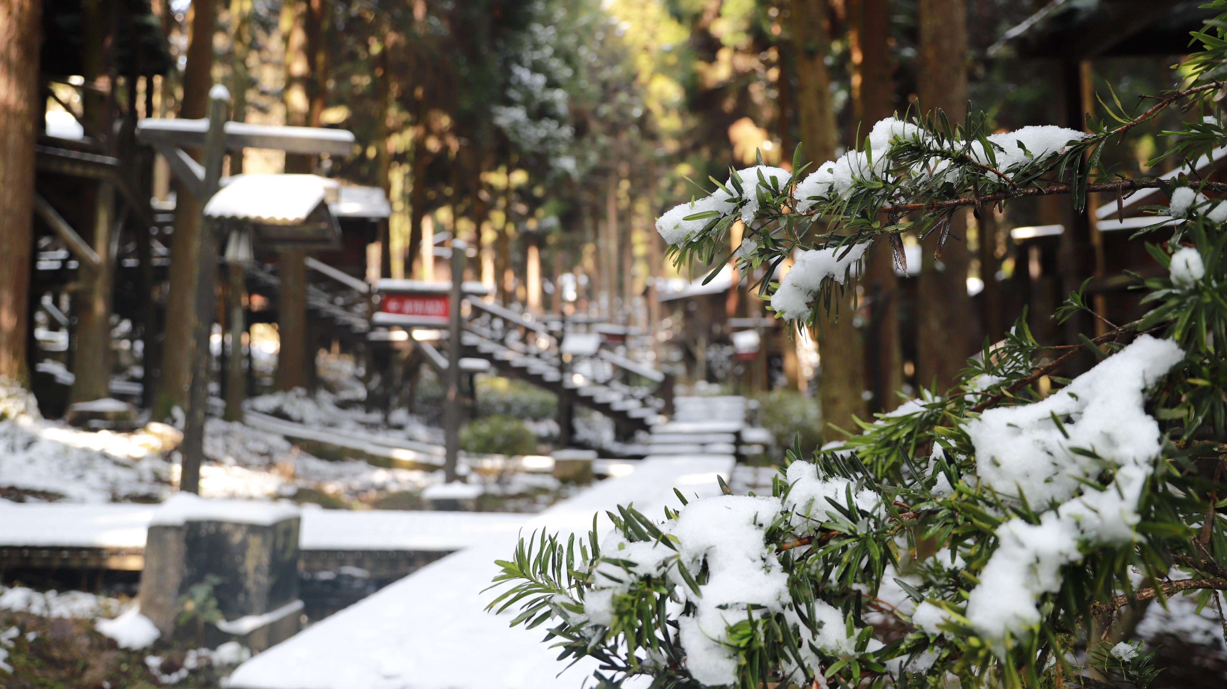 巍峨森林逃生攻略(巍峨森林逃生攻略图)