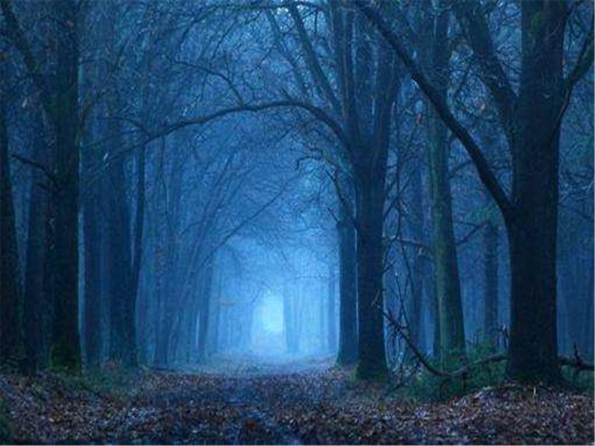 恐怖森林2逃脱攻略(恐怖森林2中文版下载)