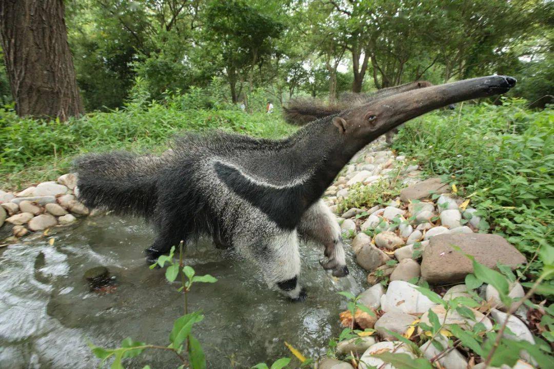 洛克王国食蚁兽(洛克王国贪吃蚂蚁)