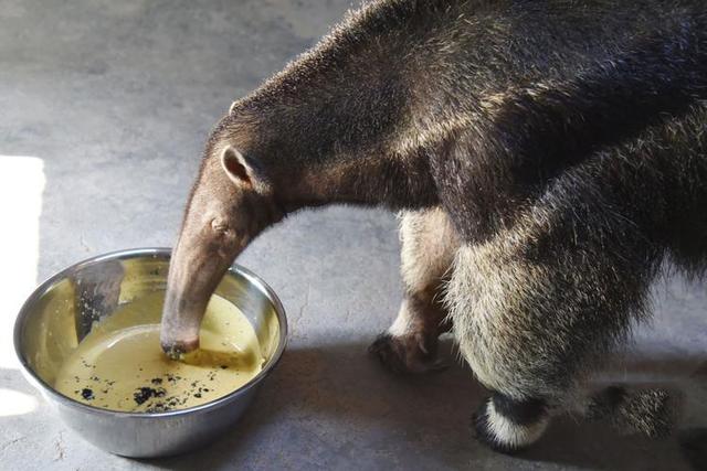 洛克王国食蚁兽(洛克王国贪吃蚂蚁)