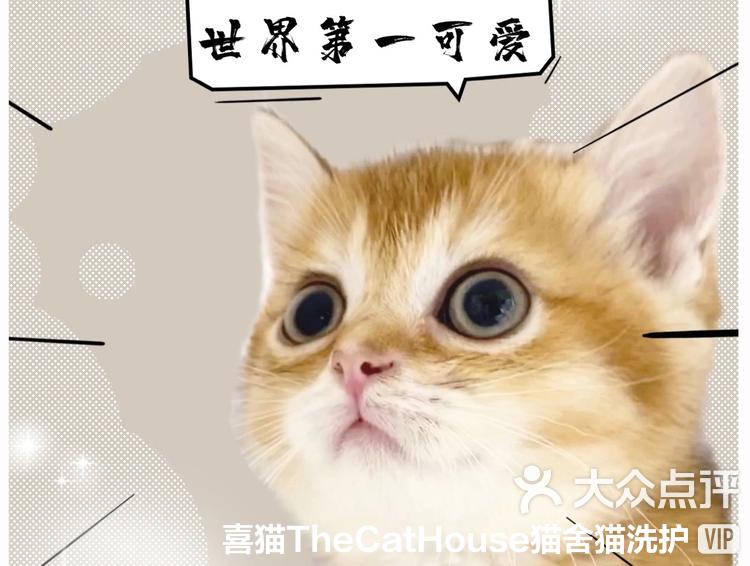 淘气猫咪内购破解版()