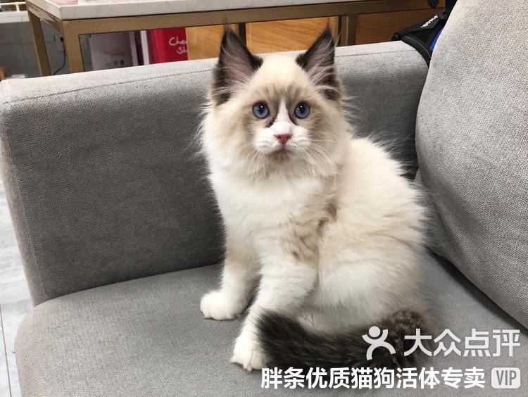 淘气猫咪内购破解版()