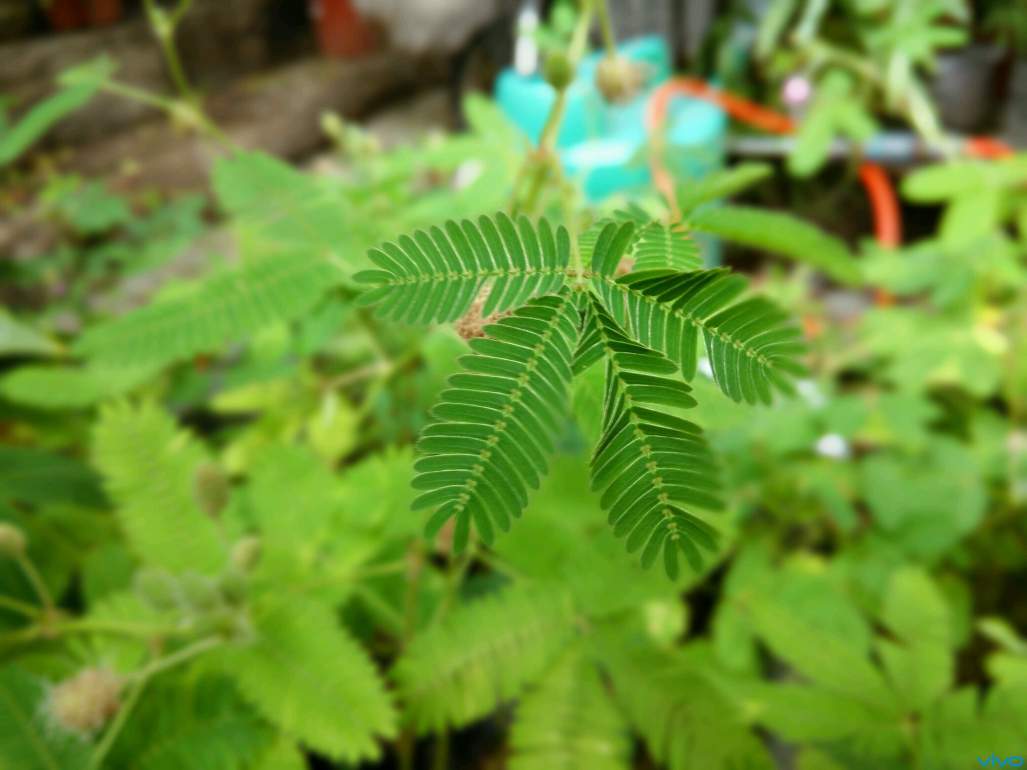 含羞草真实破解版(含羞草真实破解版下载安装)