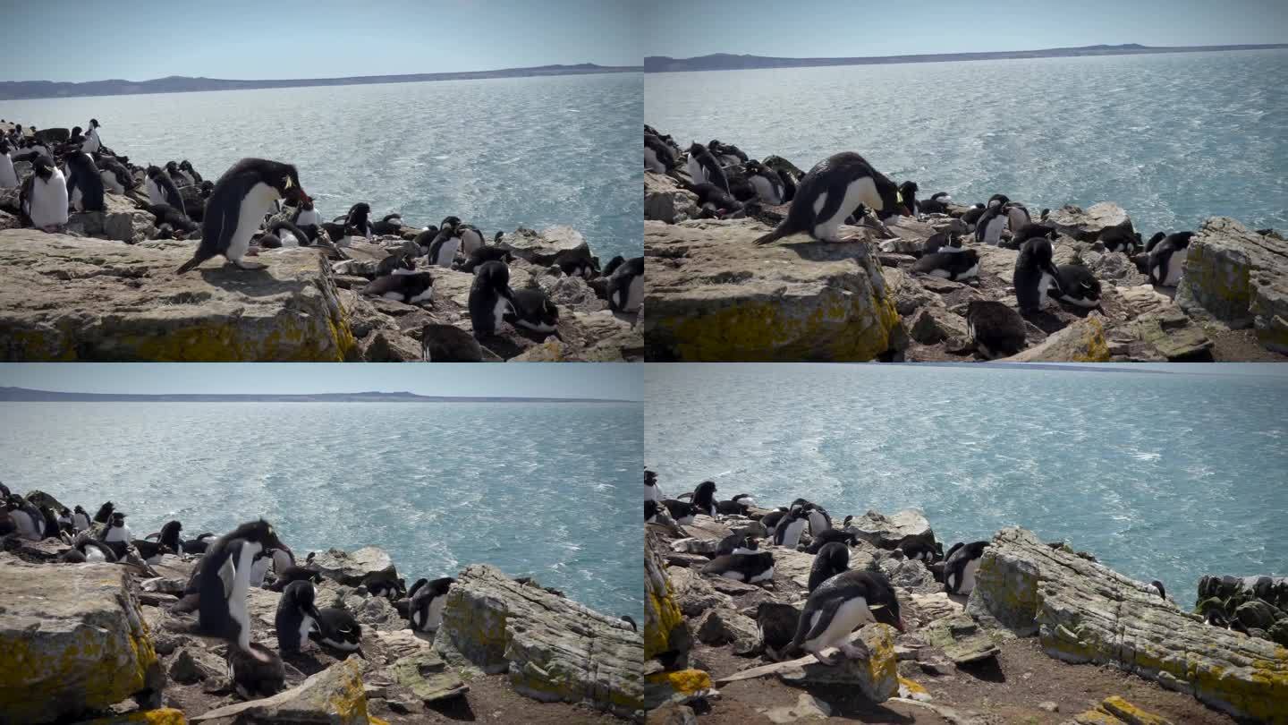 企鹅跳跃破解版下载(企鹅跳跃破解版下载安装)