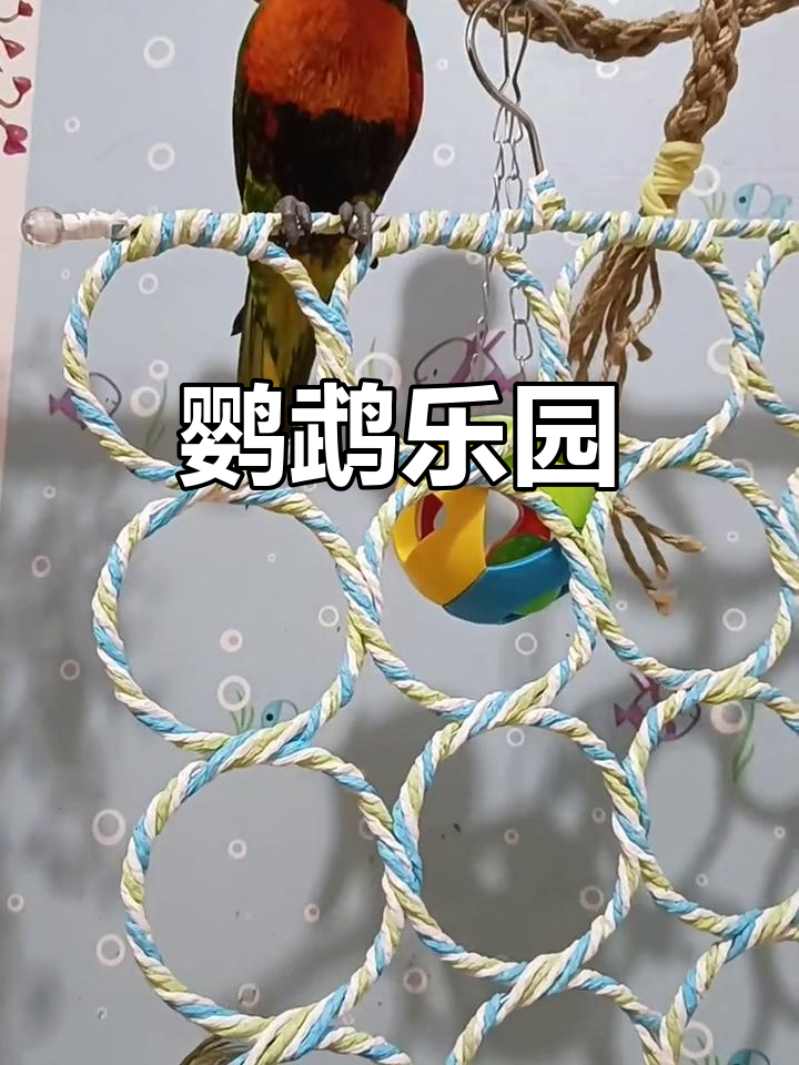 有趣的鹦鹉逃脱攻略(有趣的鹦鹉作文300字)