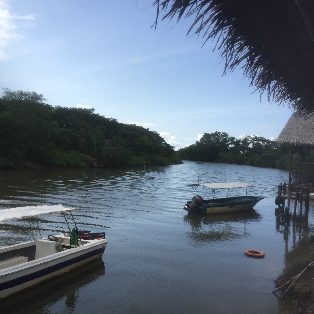 红树林逃生攻略(红树林逃生攻略视频)