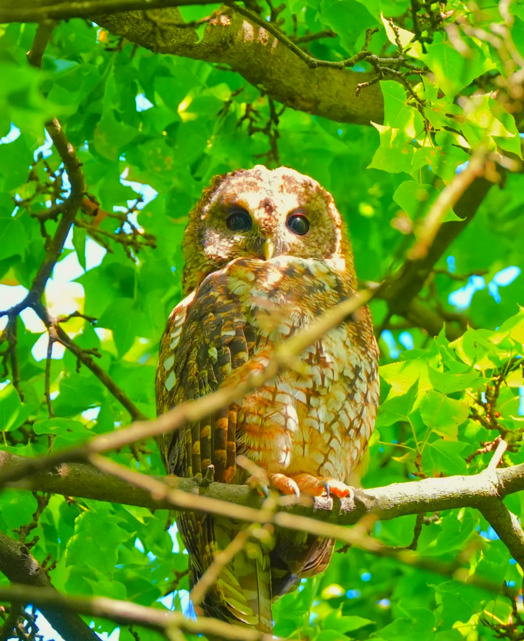 猫头鹰密室逃脱攻略(密室逃脱迷失森林猫头鹰雕像)
