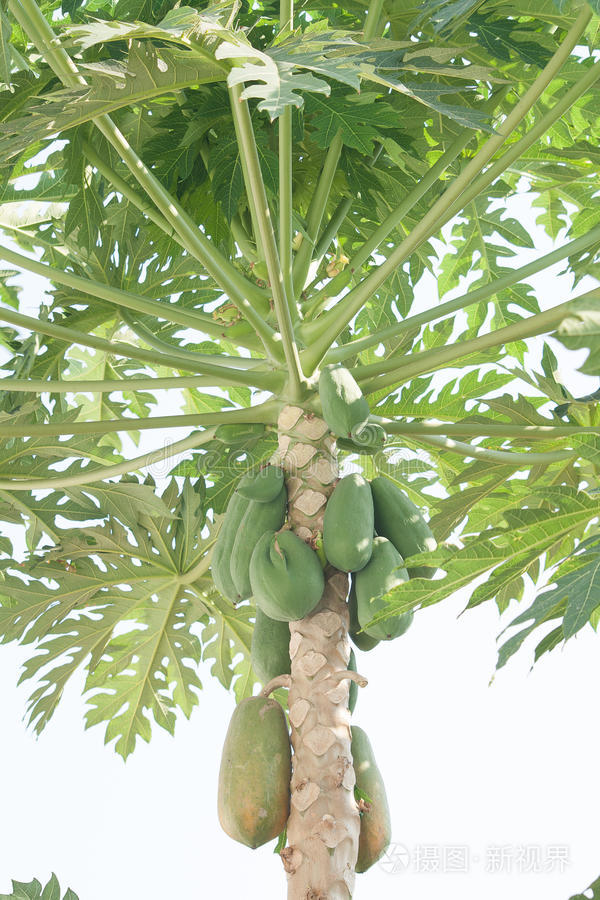 番木瓜有破解版吗(番木瓜破解版无限金币下载葫芦侠)