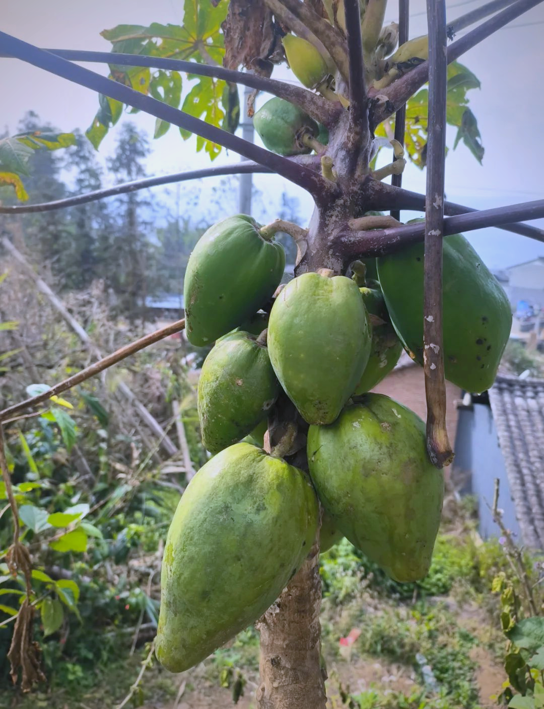 番木瓜有破解版吗(番木瓜破解版无限金币下载葫芦侠)