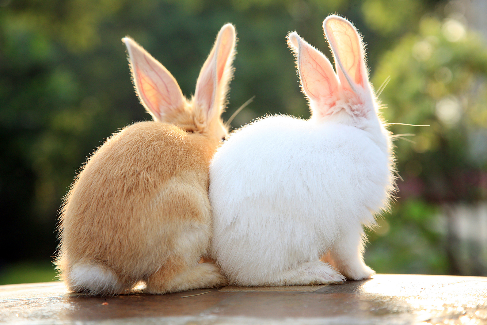 兔子王国宠物店(兔子王国的金币有5种面值)