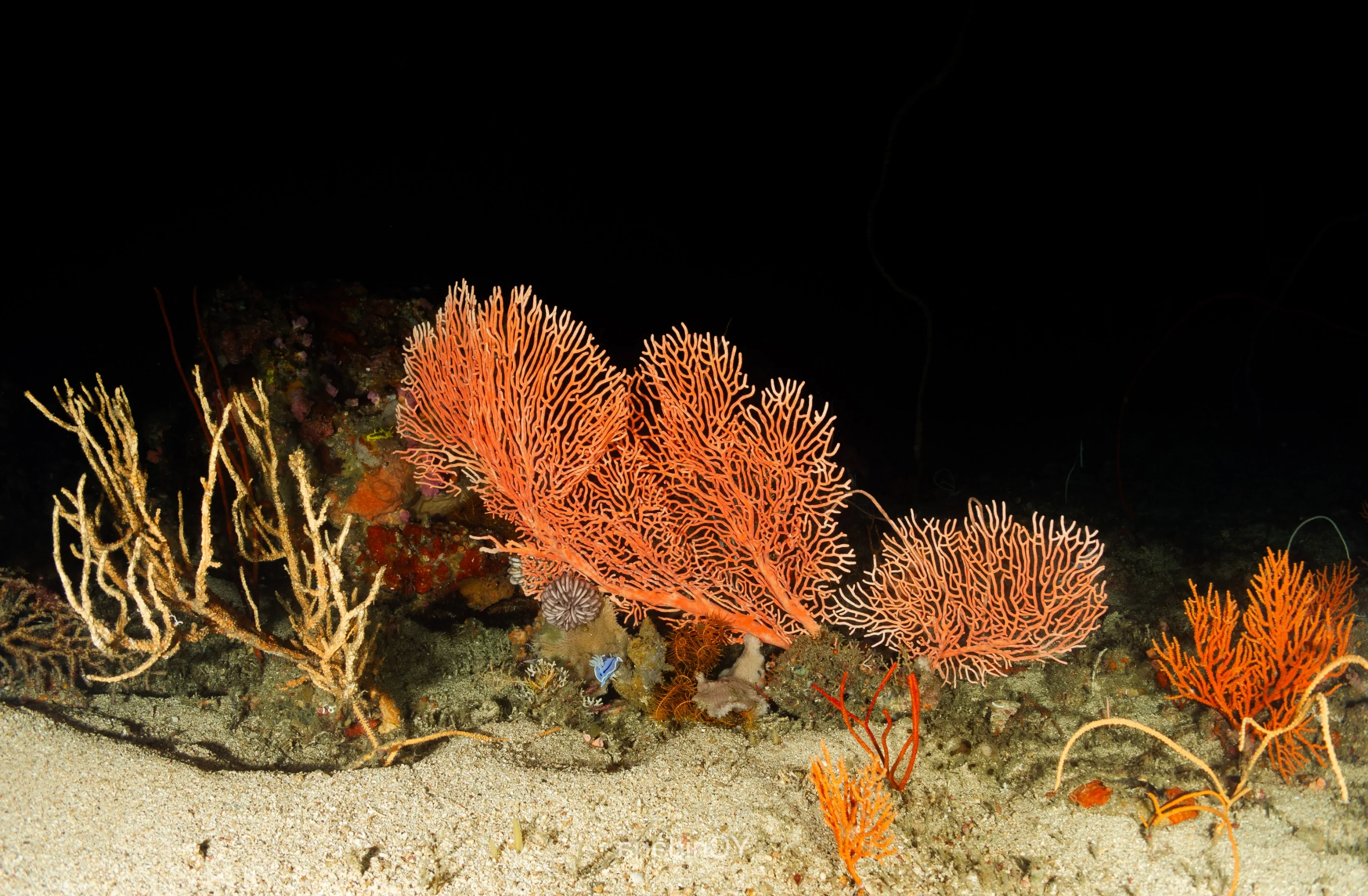 多彩珊瑚礁攻略(珊瑚之所以绚丽多彩归功于哪种生物)