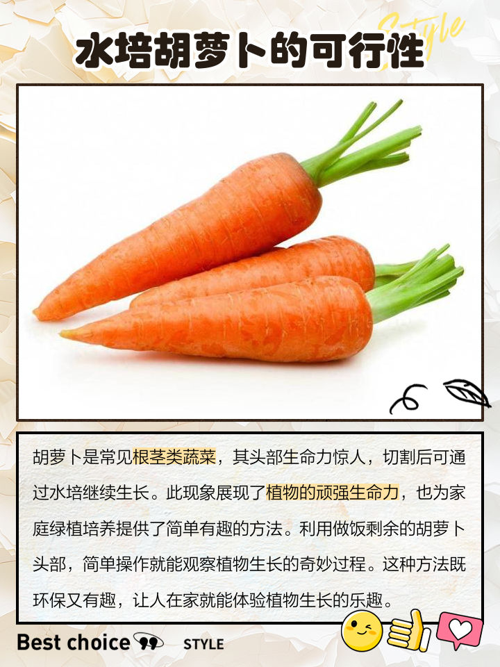 保护胡萝卜攻略(胡萝卜保卫战手机版)