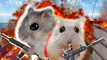 仓鼠玩cf(仓鼠玩儿的摩天轮叫什么?)