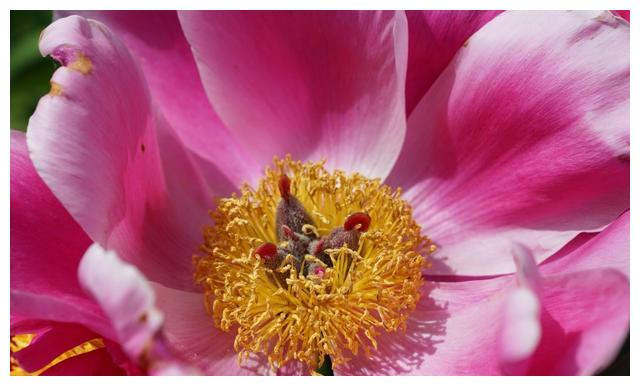 桃花入命最新破解版(桃花入命橙光游戏破解版)