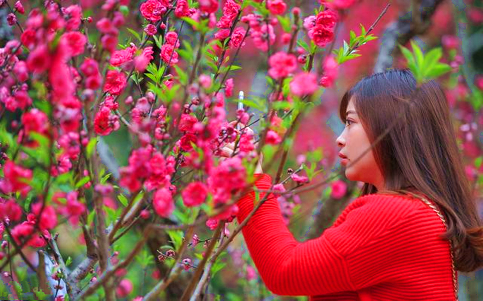 桃花入命最新破解版(桃花入命橙光游戏破解版)