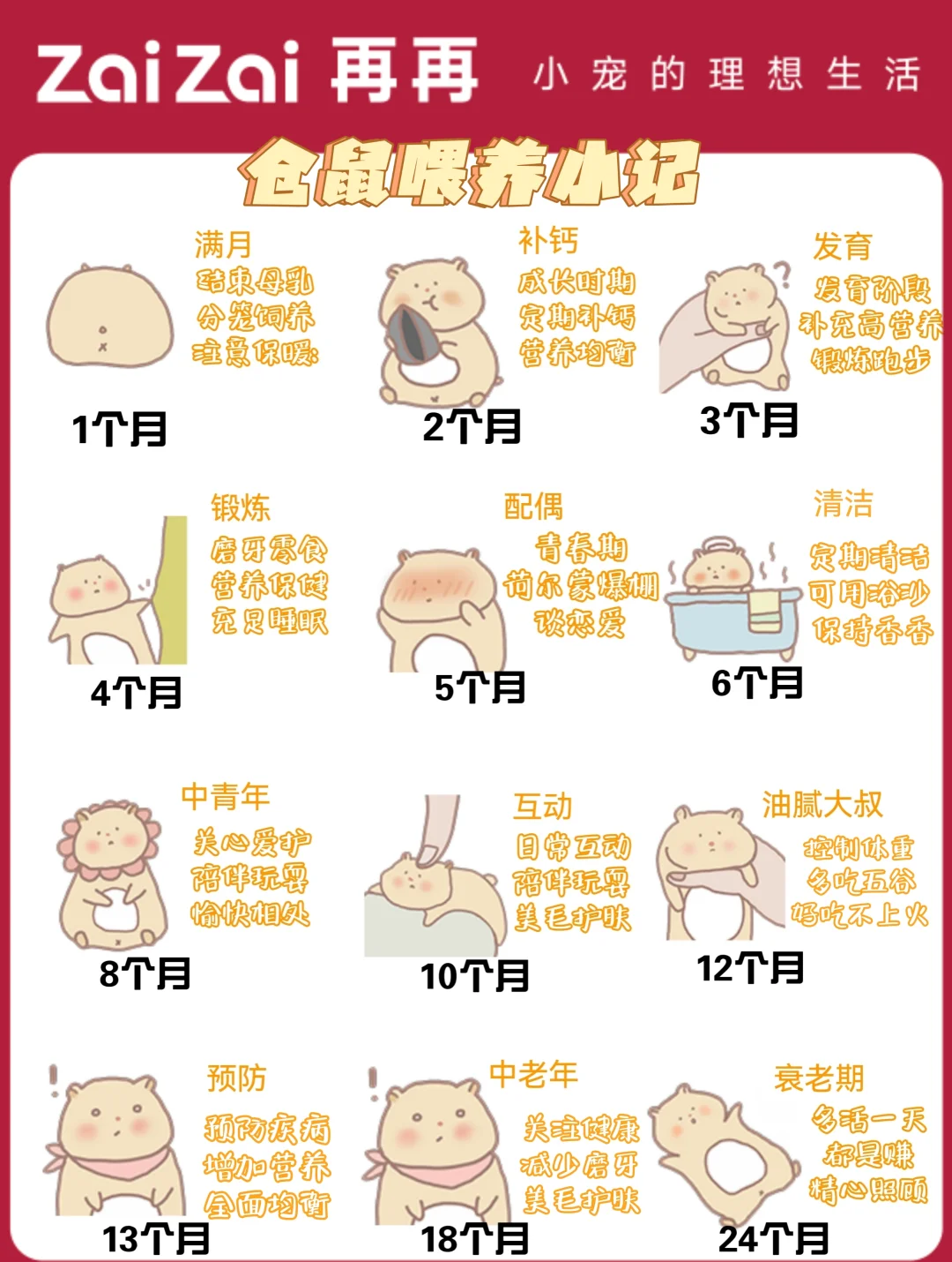 胖嘟嘟小仓鼠攻略(胖嘟嘟小仓鼠攻略图)