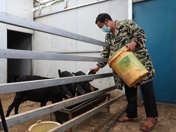 解救村庄山羊攻略(解救村庄山羊攻略图)