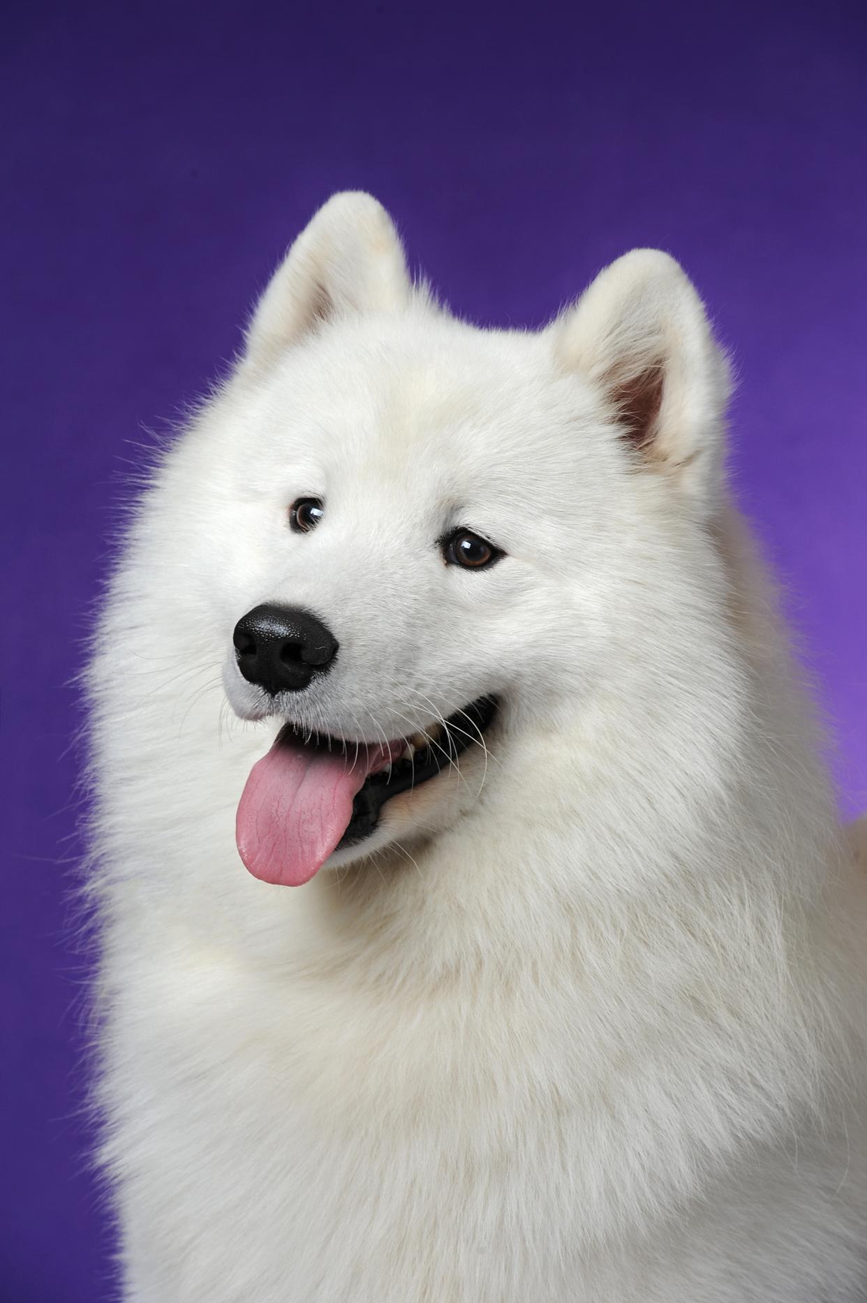 宠物饲养破解版(宠物饲养破解版下载)