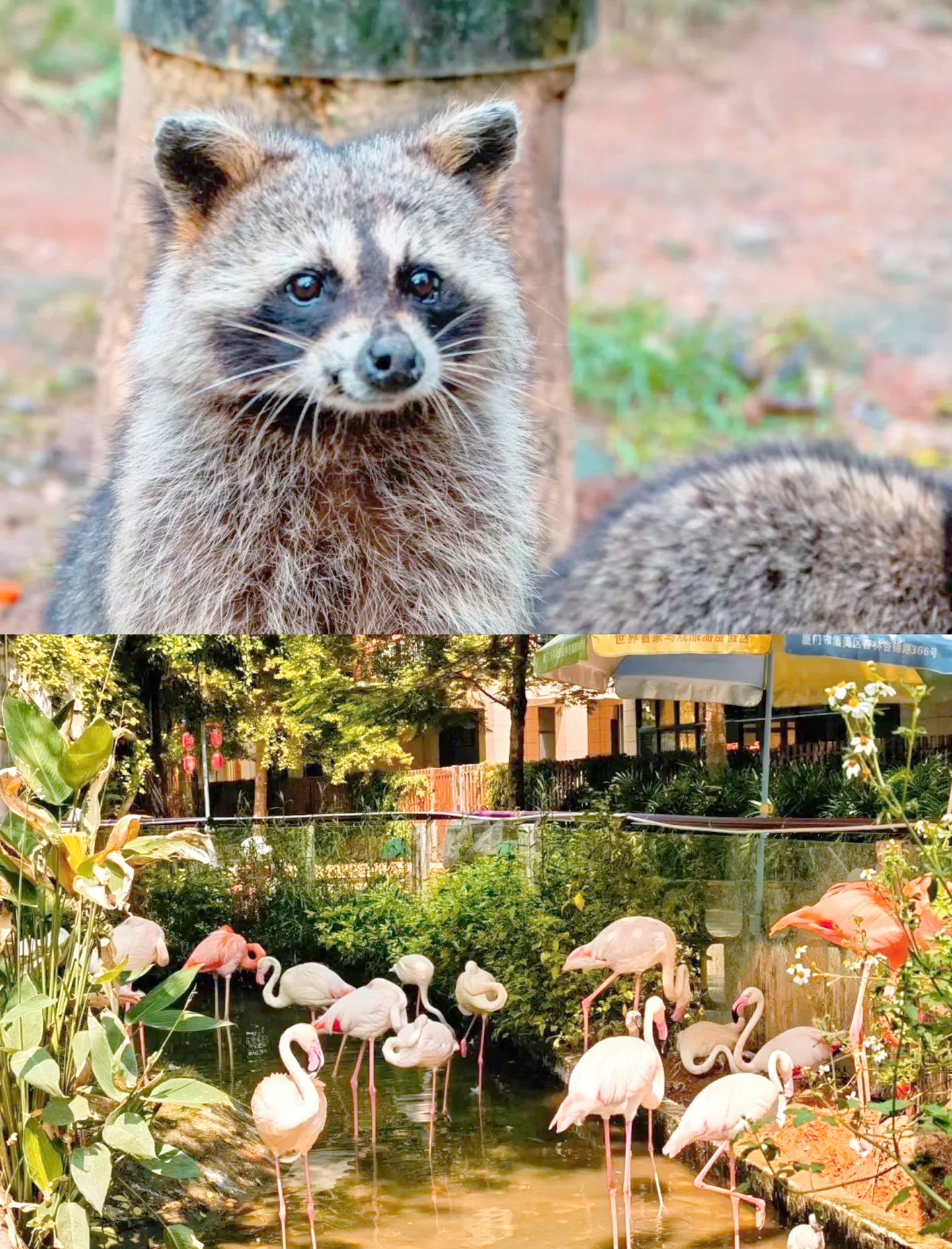 可爱动物攻略(可爱动物攻略游戏)