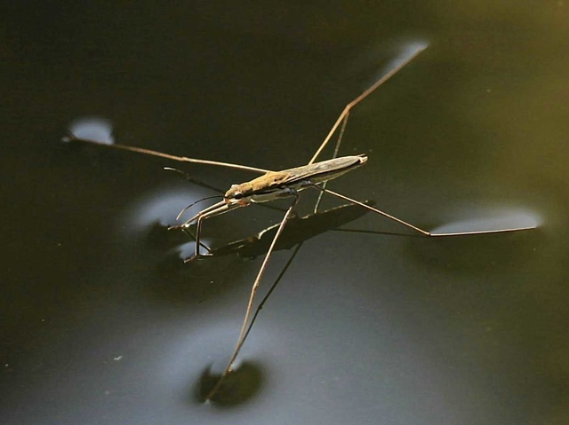 侠盗列车水上漂(侠盗飞车怎么在水上漂)